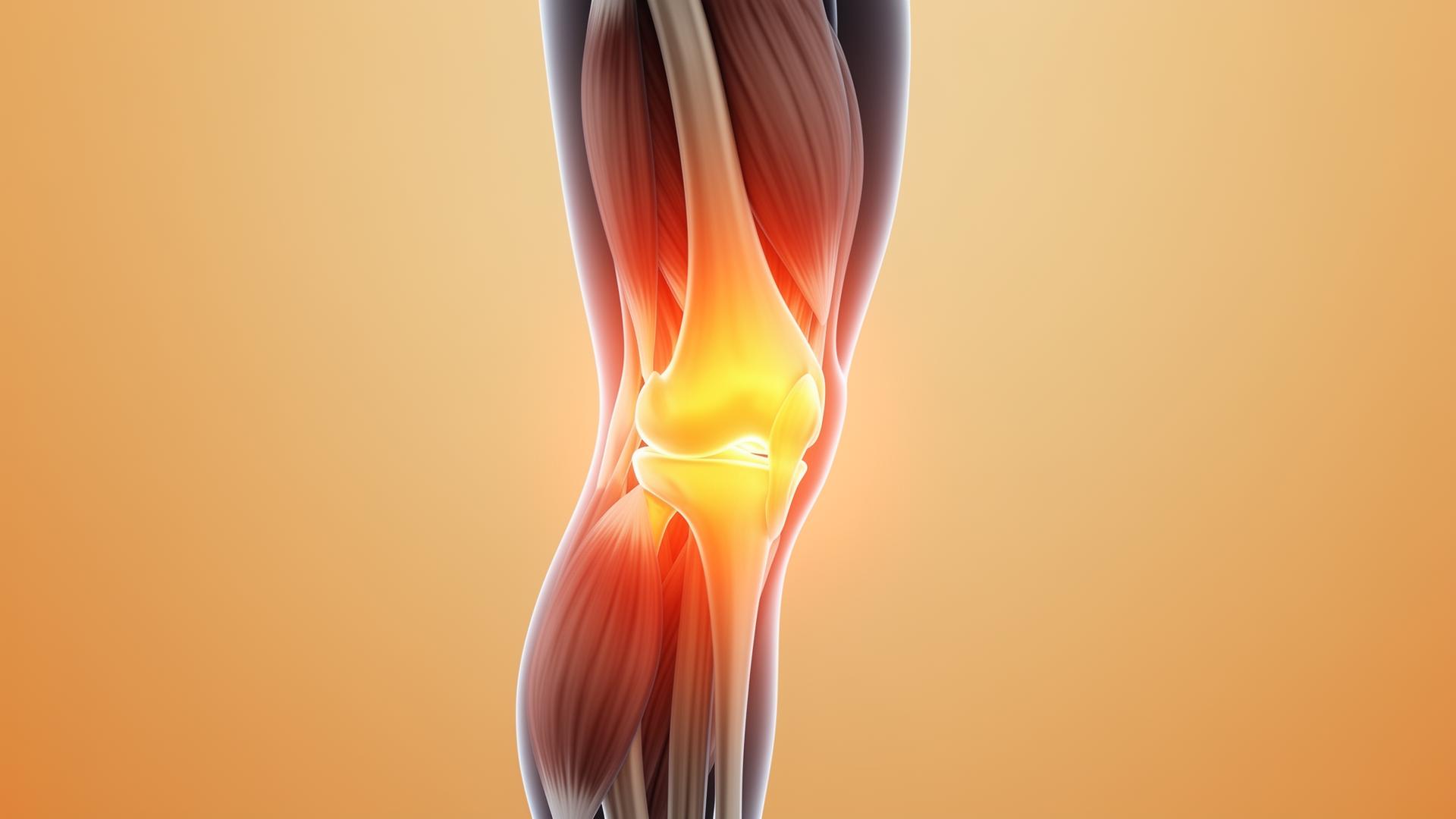 Anatomical view of the knee joint showing structures affected during seated positions